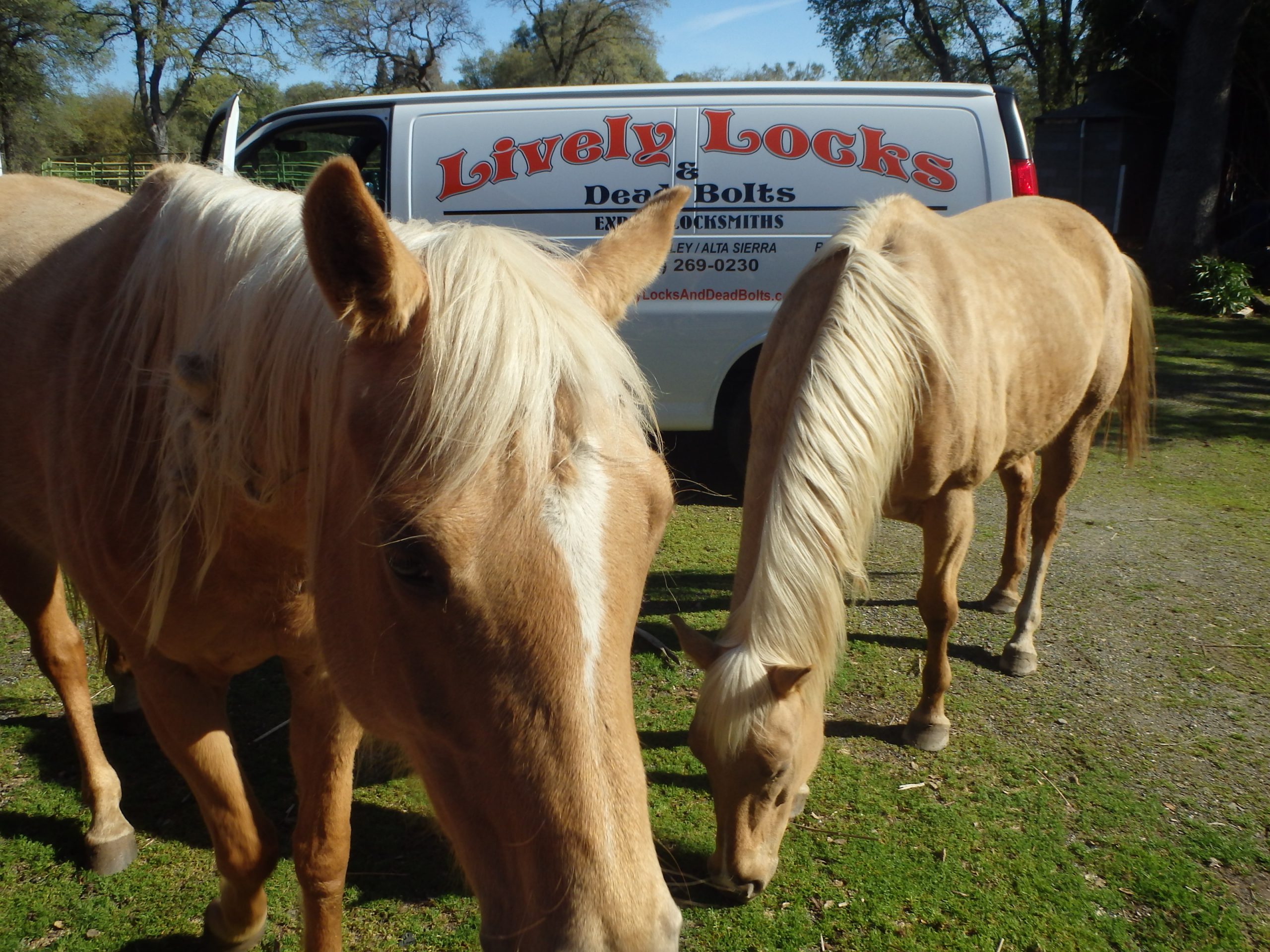 Horseplay by the van.